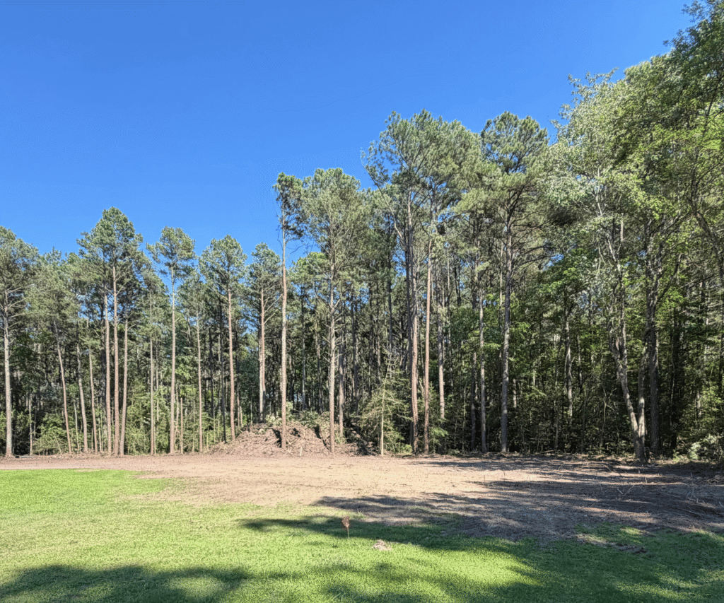 Cleared ground at the edge of a pine stand on a Delmarva Peninsula property